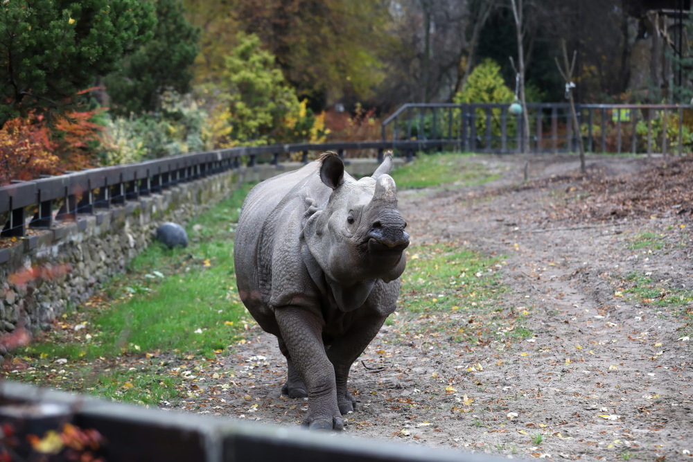 Nie żyje nosorożec indyjski Kuba