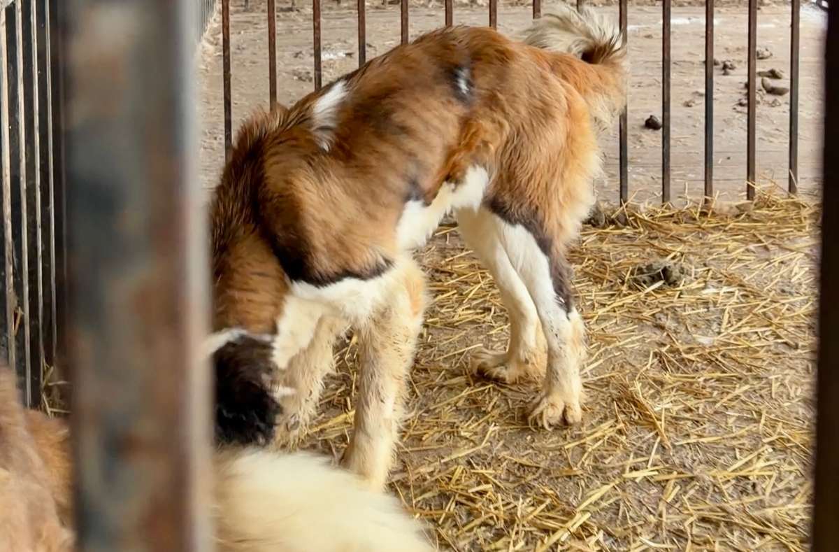 Wychudzony pies w hodowli pod Skierniewicami